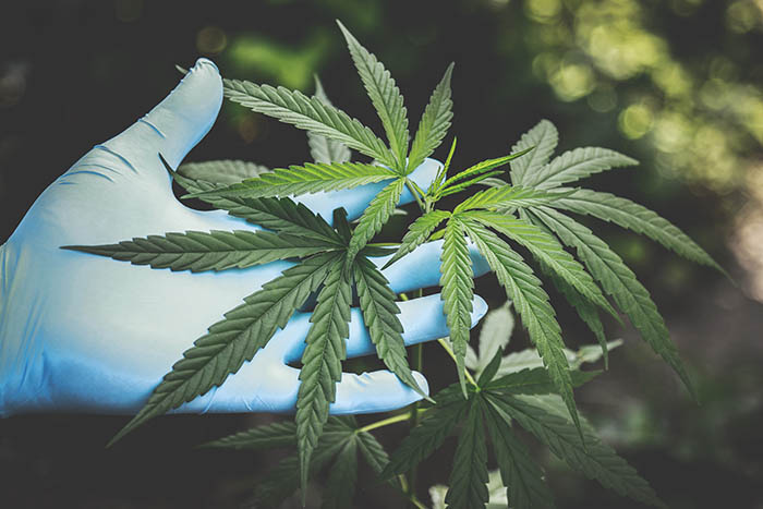 cbd-vs-thc-marijuana-laws-in-nc